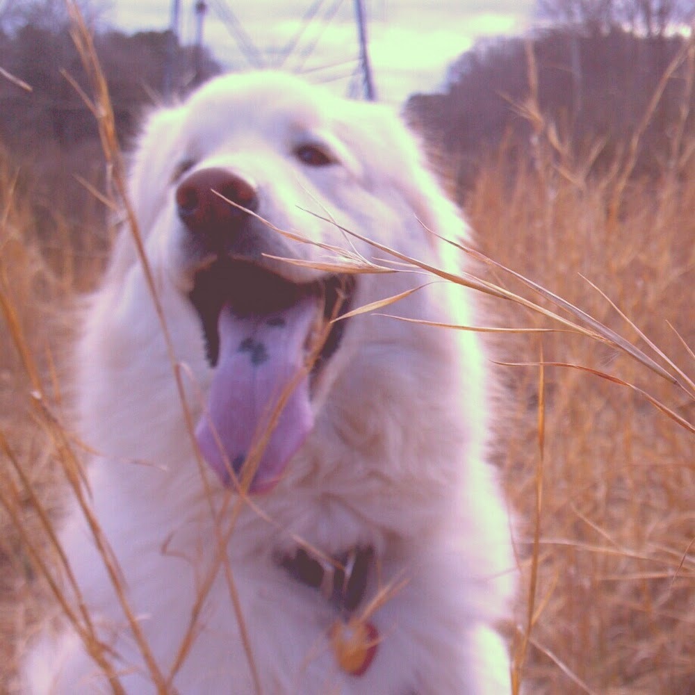 Meet your Posher, Aimee